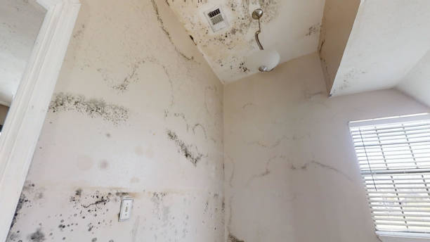 Trusted Bushnell, FL Mold Removal Experts
