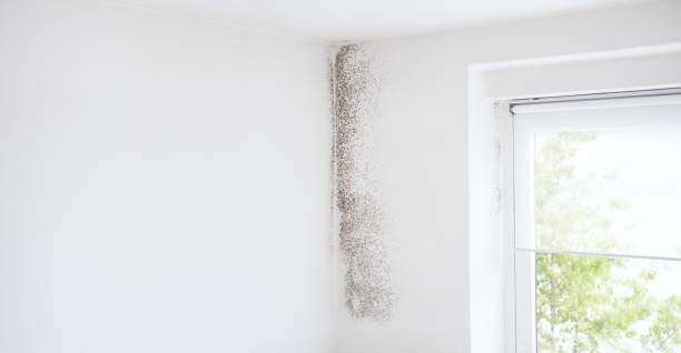 Best Asbestos and Lead Testing During Mold Inspection  in Bushnell, FL