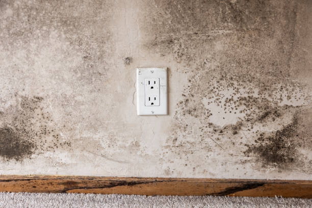 Best Real Estate Mold Inspection  in Bushnell, FL