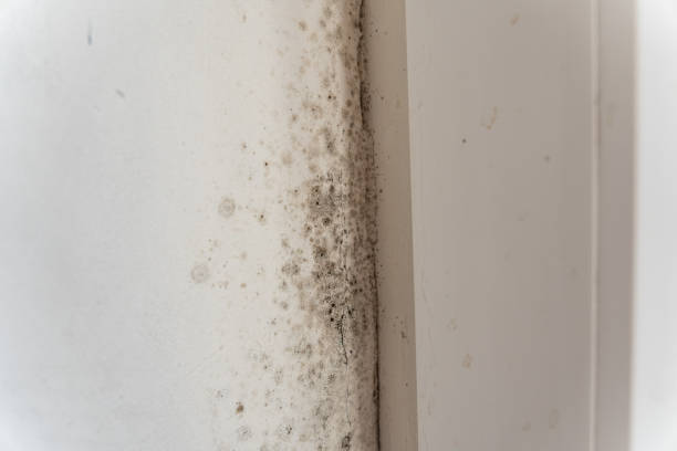 Best Biohazard Mold Removal  in Bushnell, FL